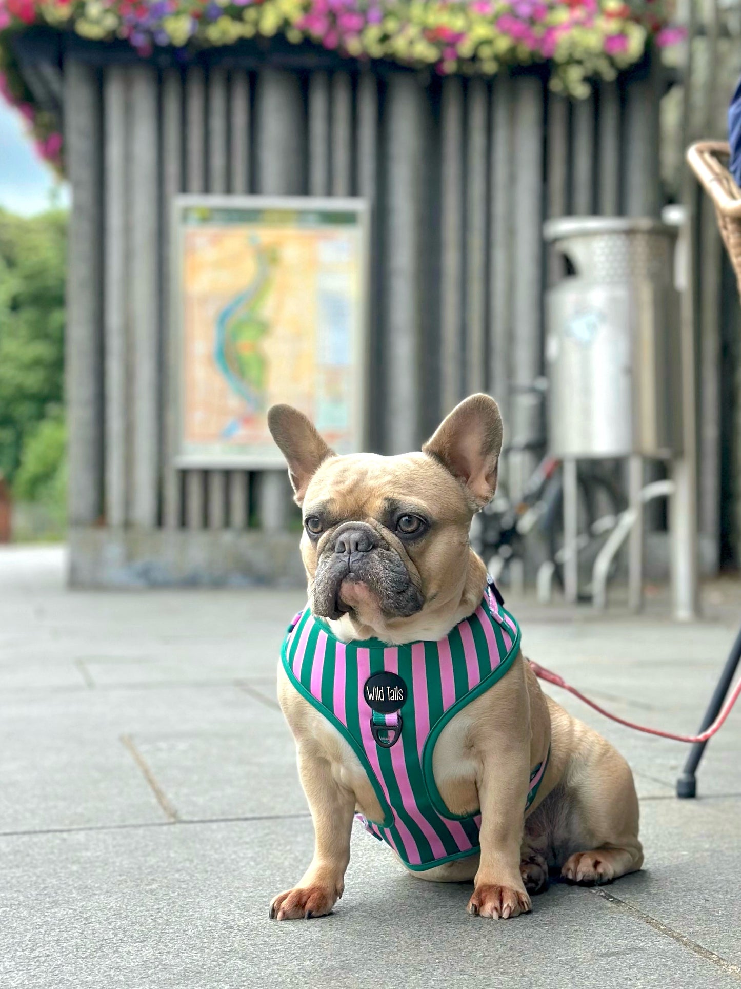 All Decked Out Harness