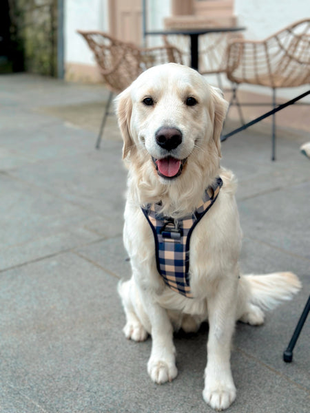 Large & In Charge Classic Navy