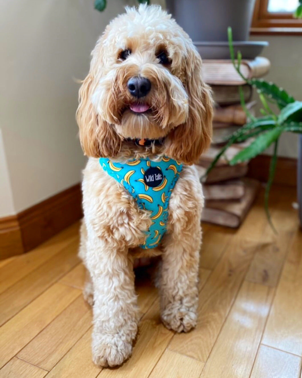 Go Bananas Harness
