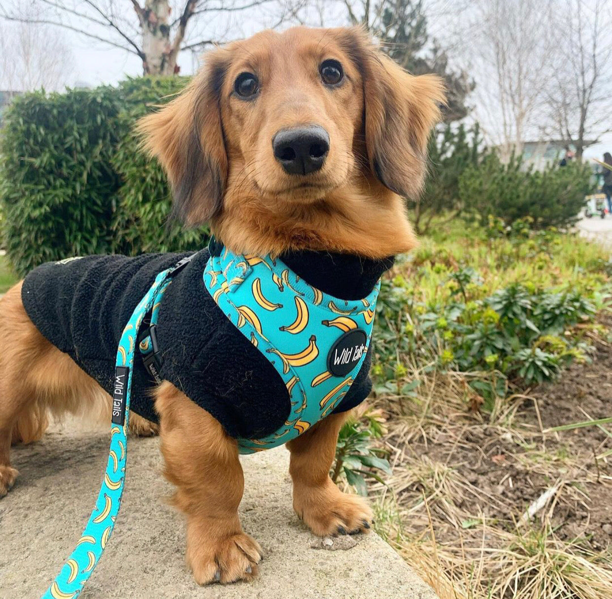 Go Bananas Harness