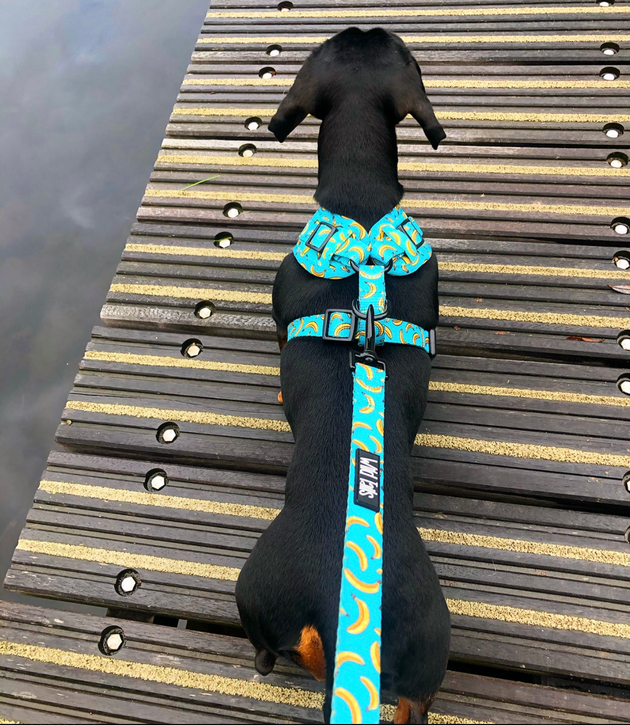 Go Bananas Harness