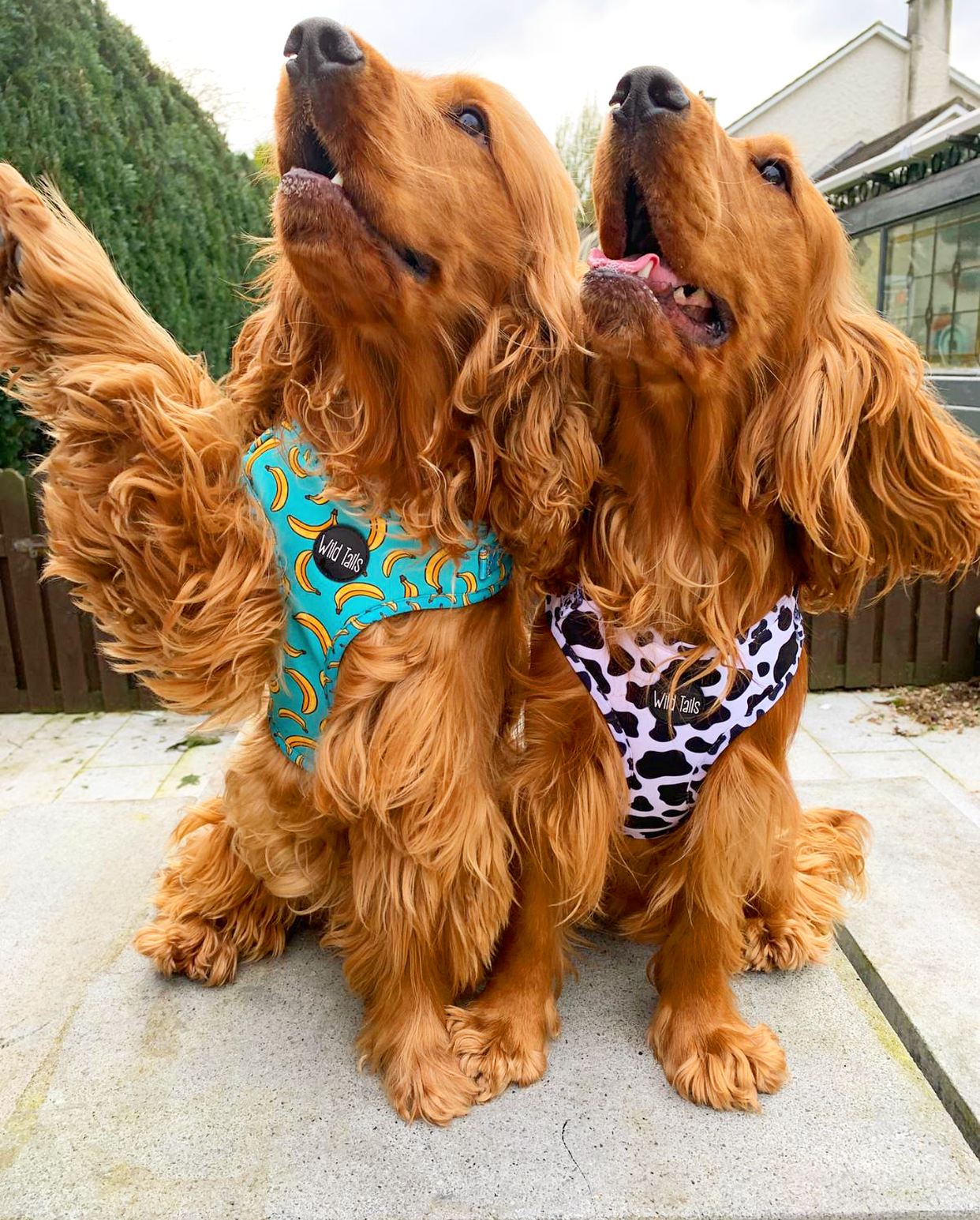 Go Bananas Harness