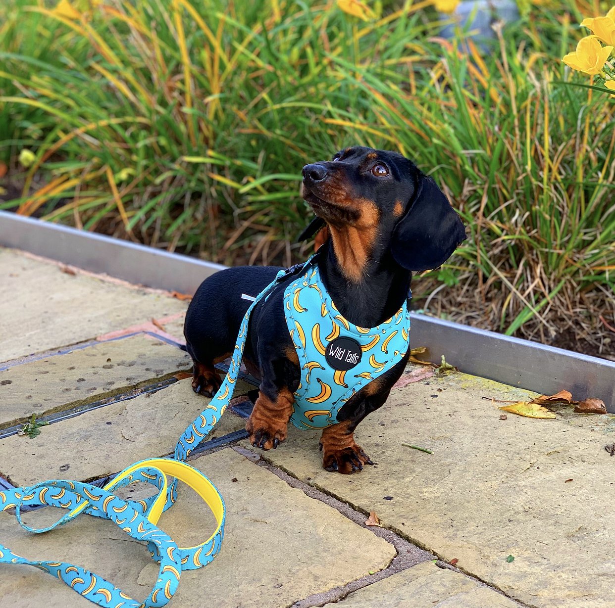 Go Bananas Harness