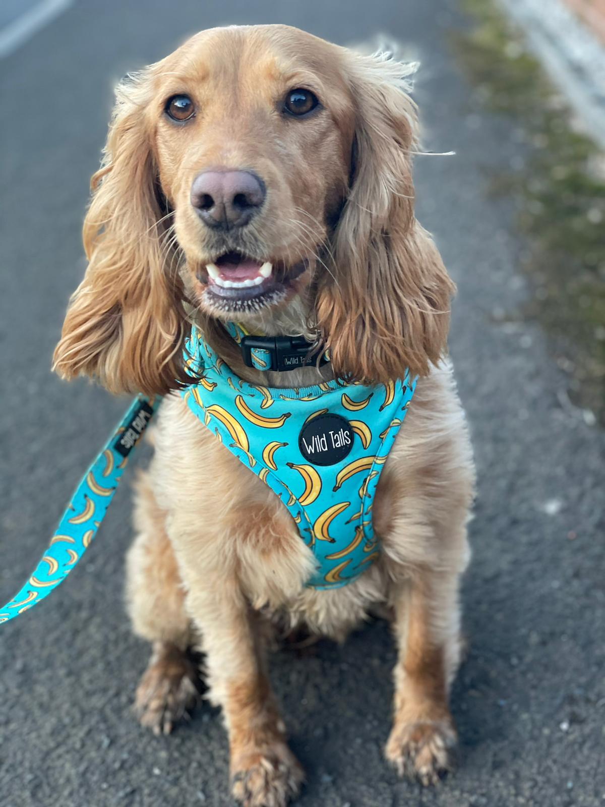 Go Bananas Harness