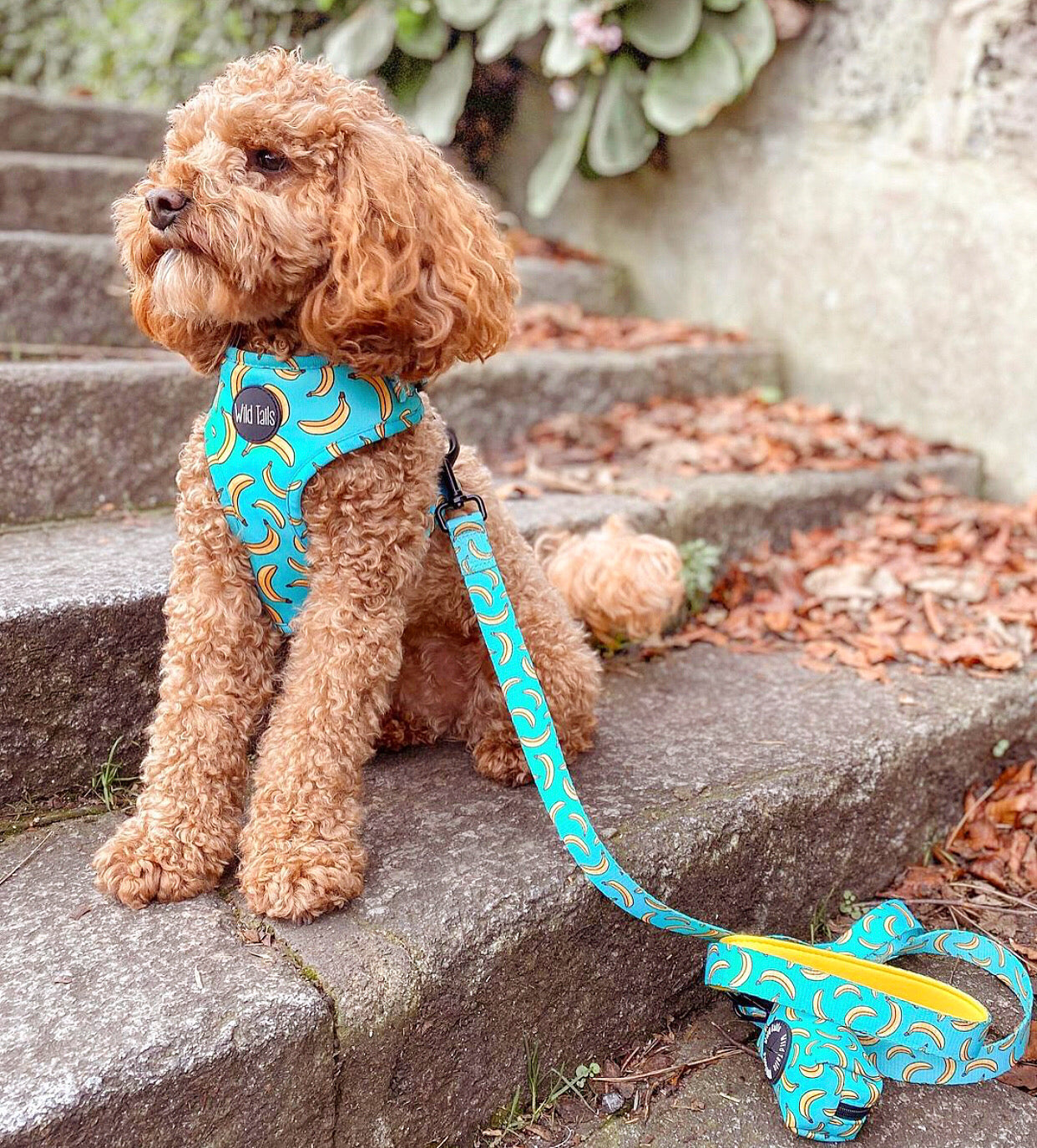 Go Bananas Adjustable Lead