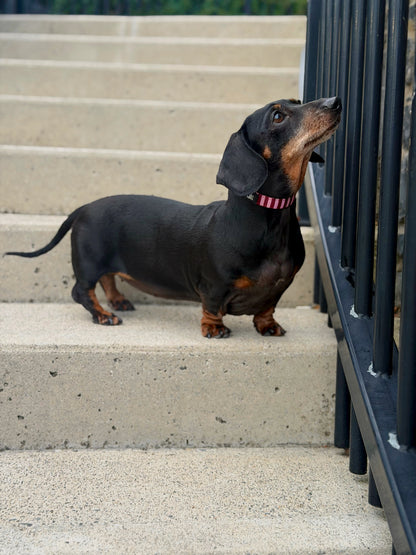 Very Cherry Collar