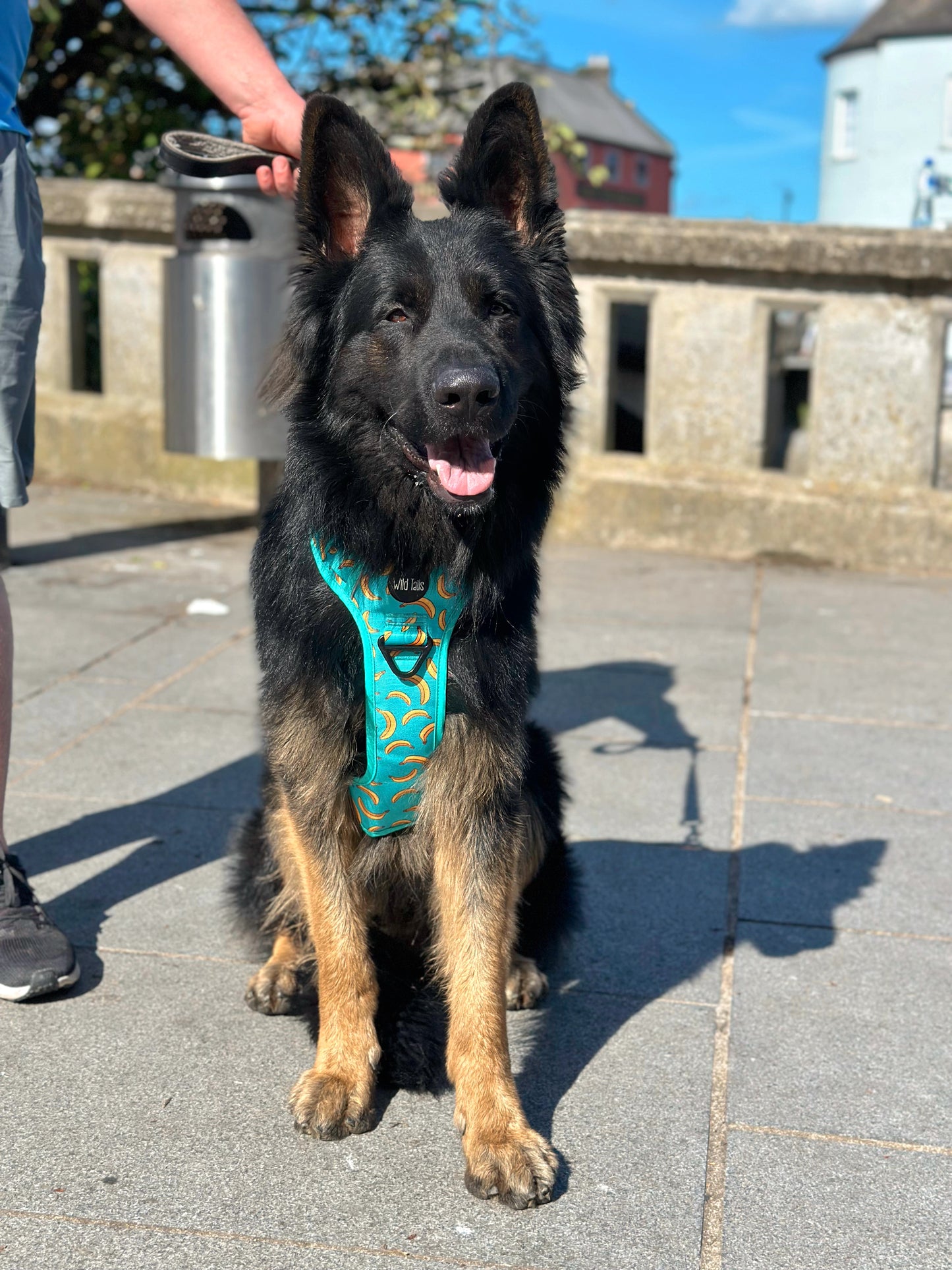 Large & In Charge Go Bananas