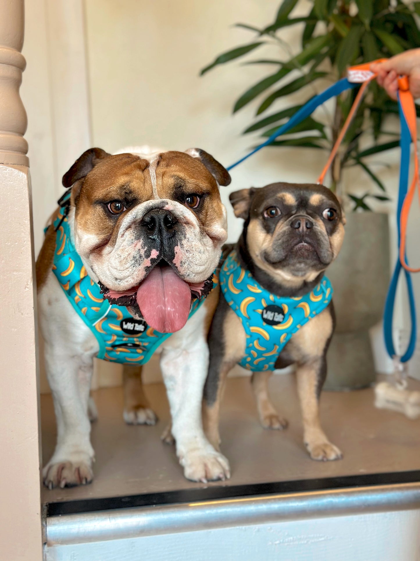 Large & In Charge Go Bananas