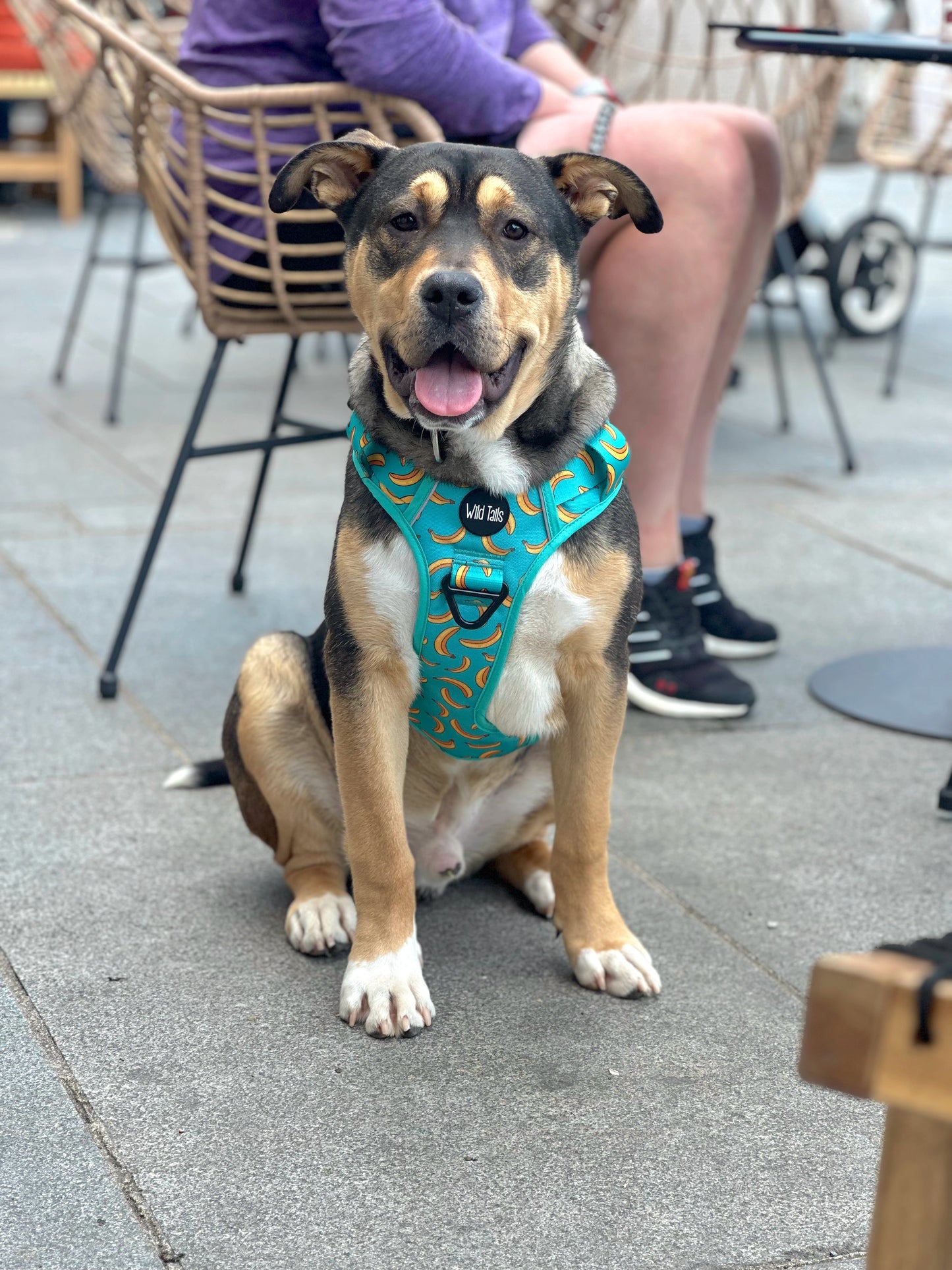 Large & In Charge Go Bananas