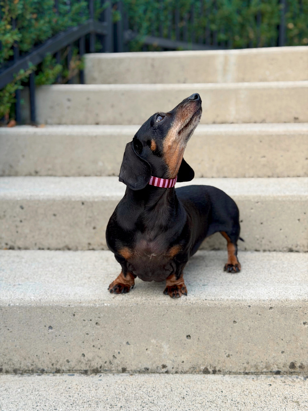Very Cherry Collar