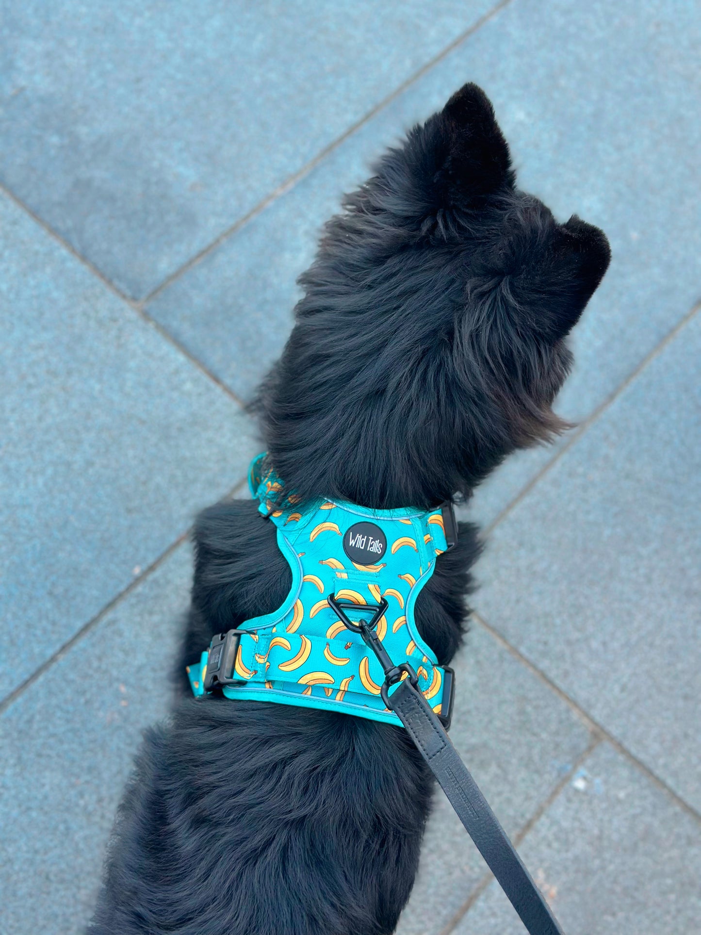 Large & In Charge Go Bananas