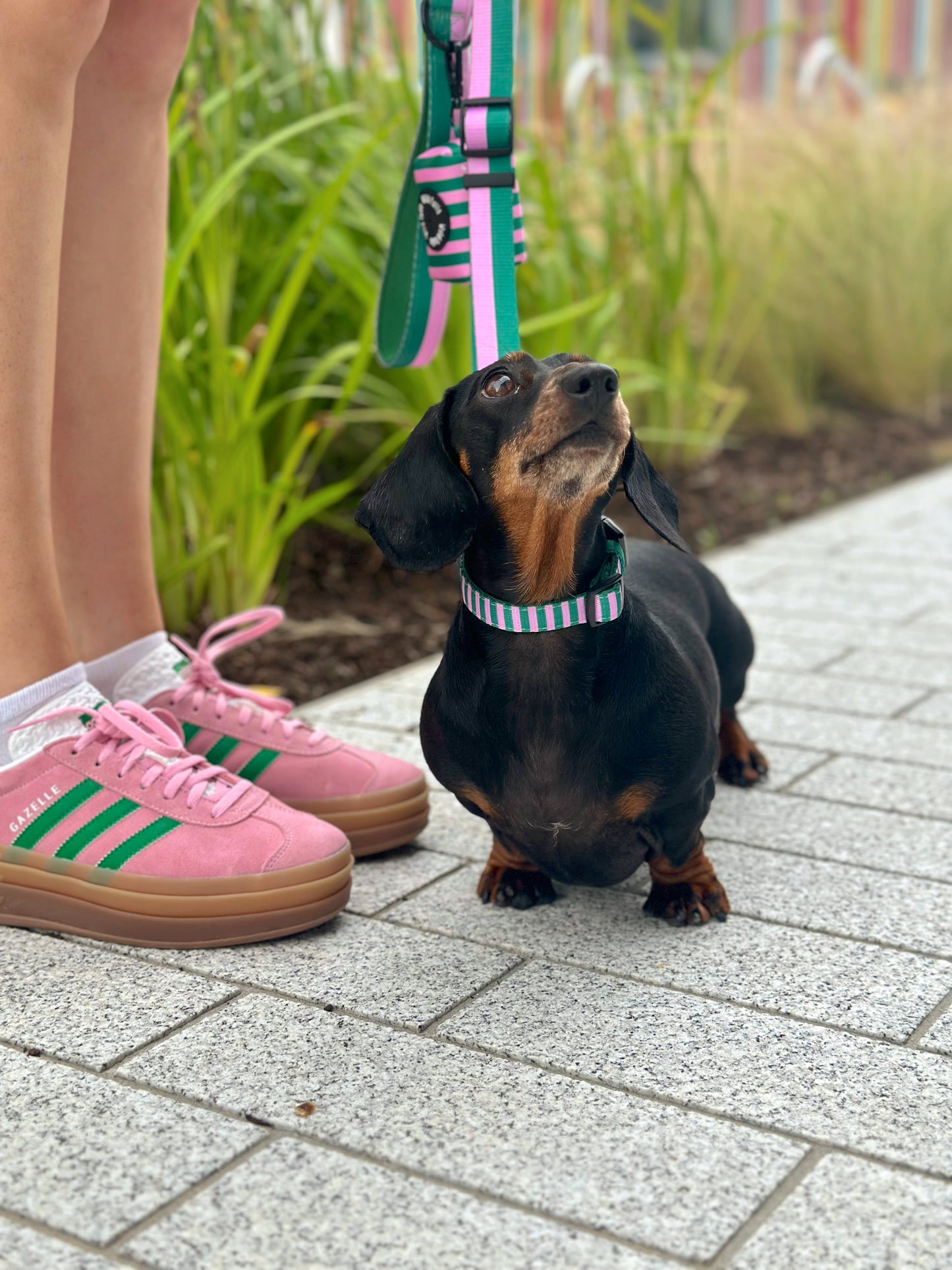 All Decked Out Collar