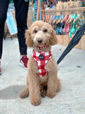 Classic Collection Harness Red - Seconds