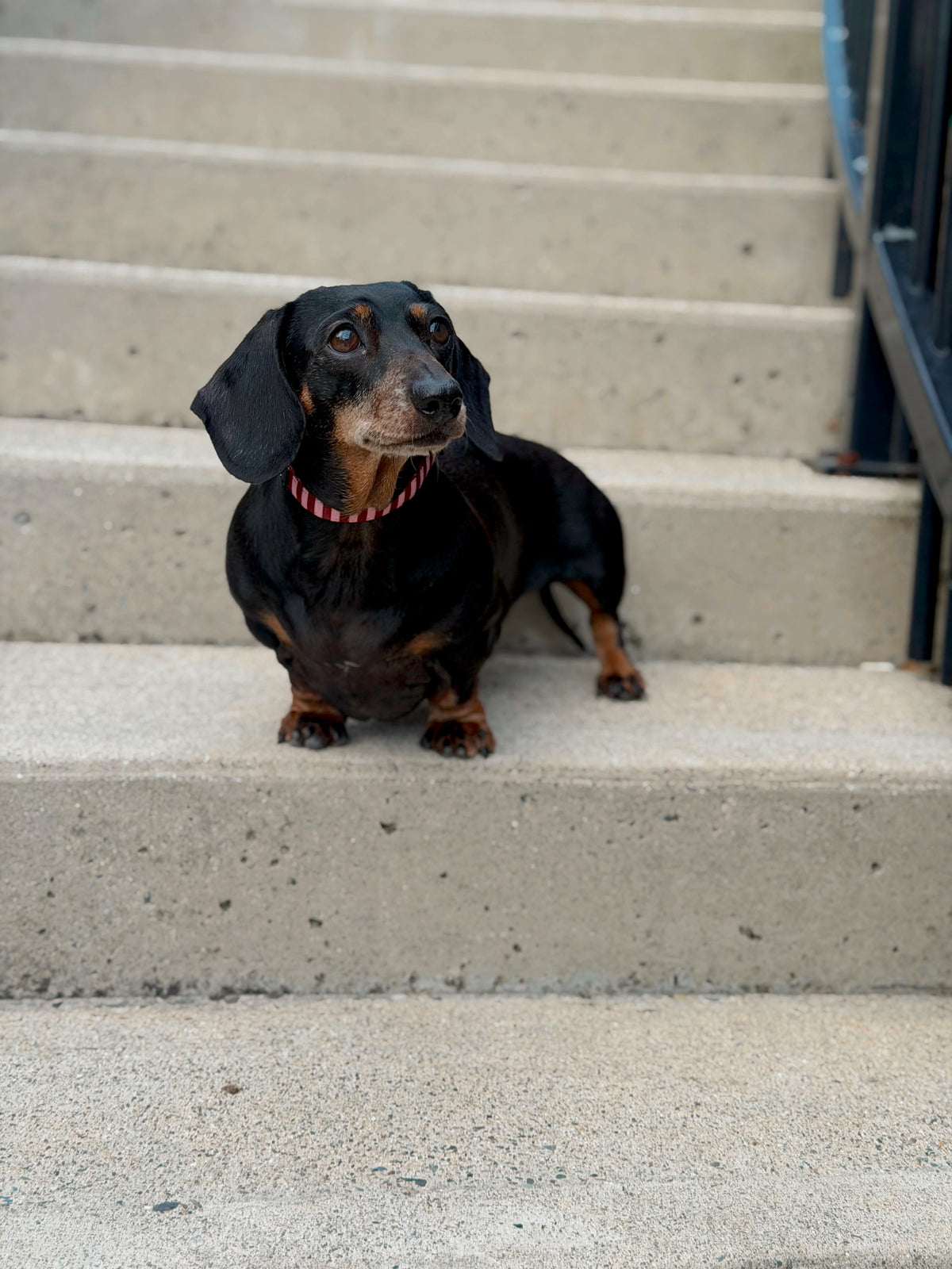 Very Cherry Collar