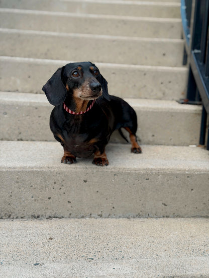 Very Cherry Collar