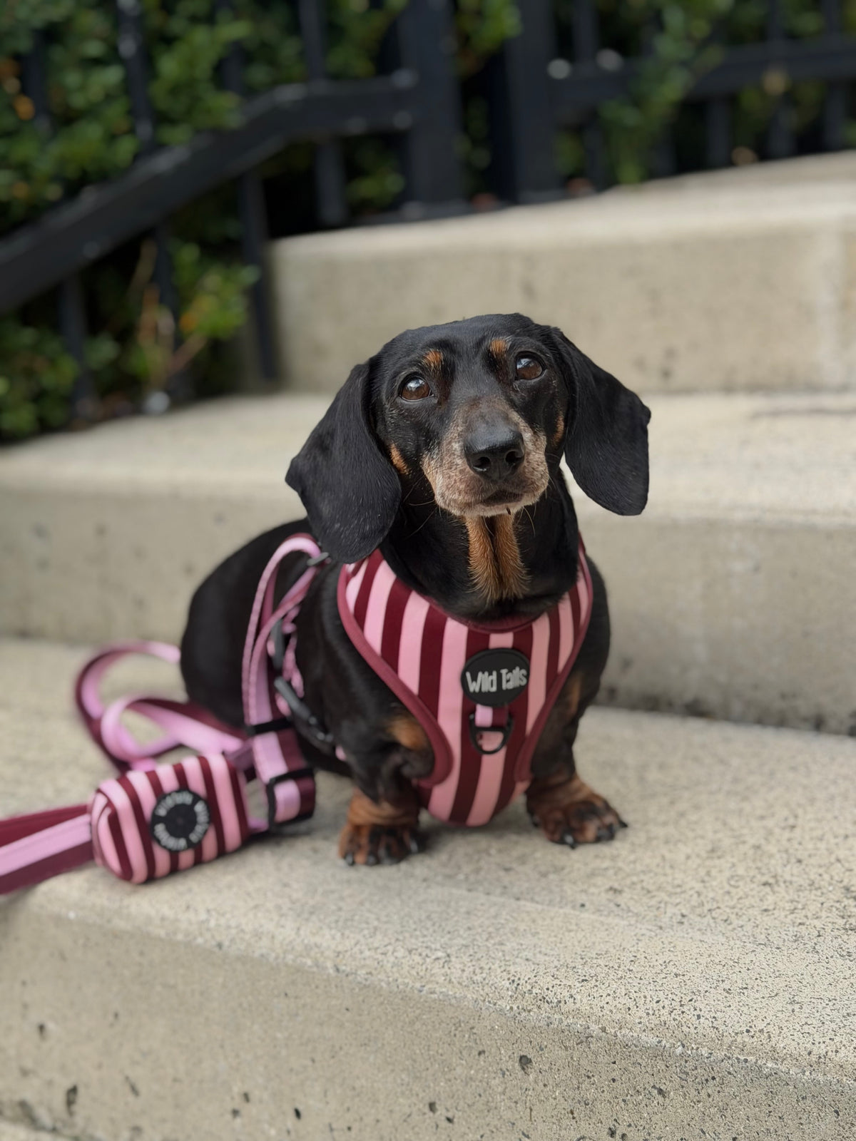 Very Cherry Harness