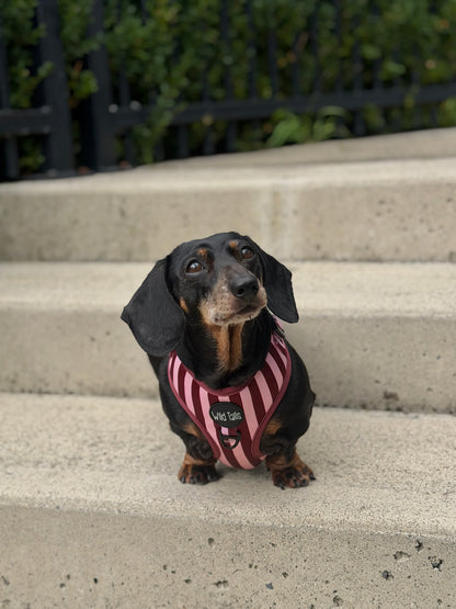Very Cherry Harness