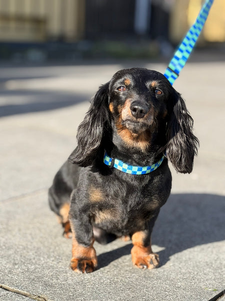 B&G Collar