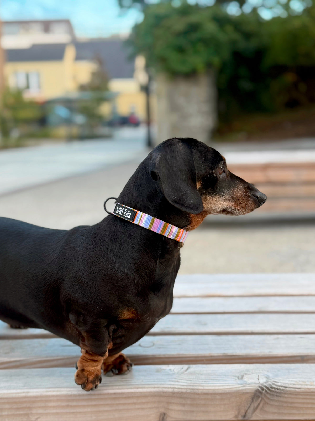 Retro Collar