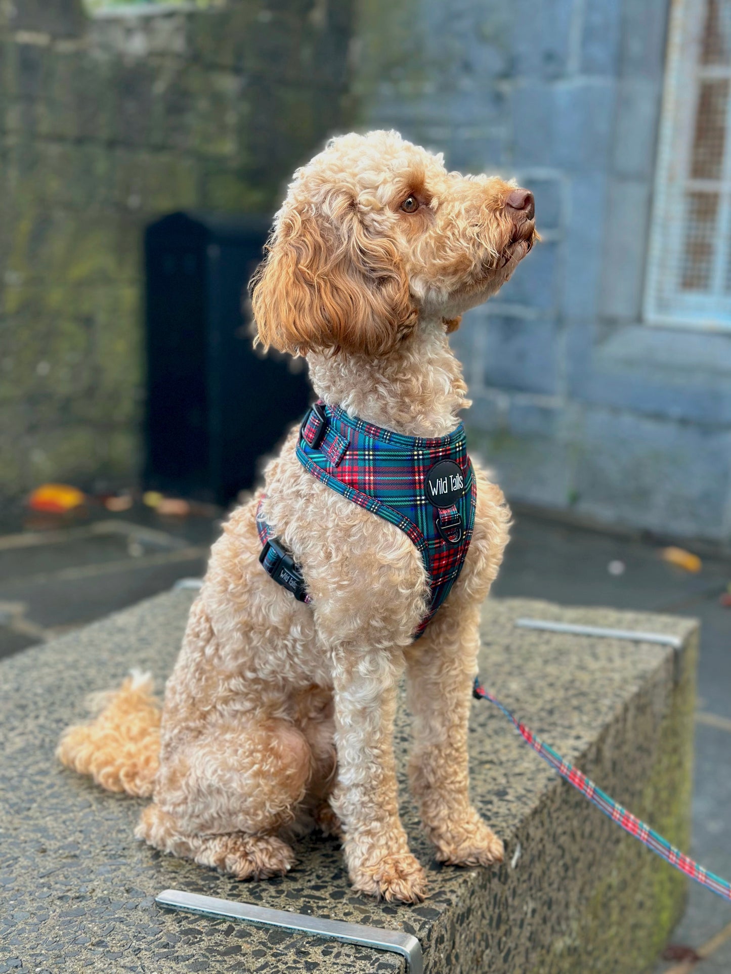 Tartan Tails Harness