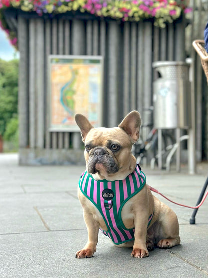 All Decked Out Harness