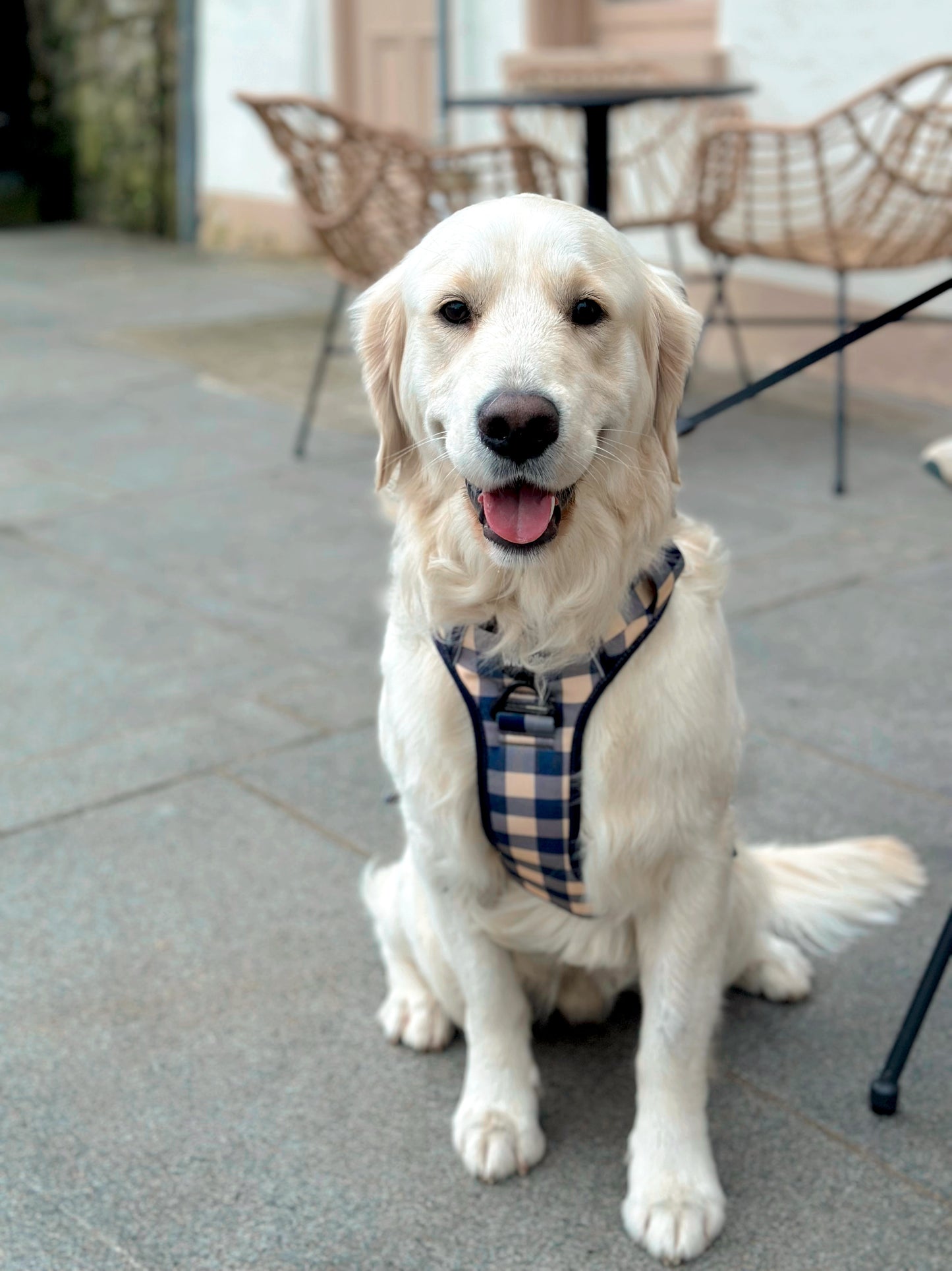 Large & In Charge Classic Navy