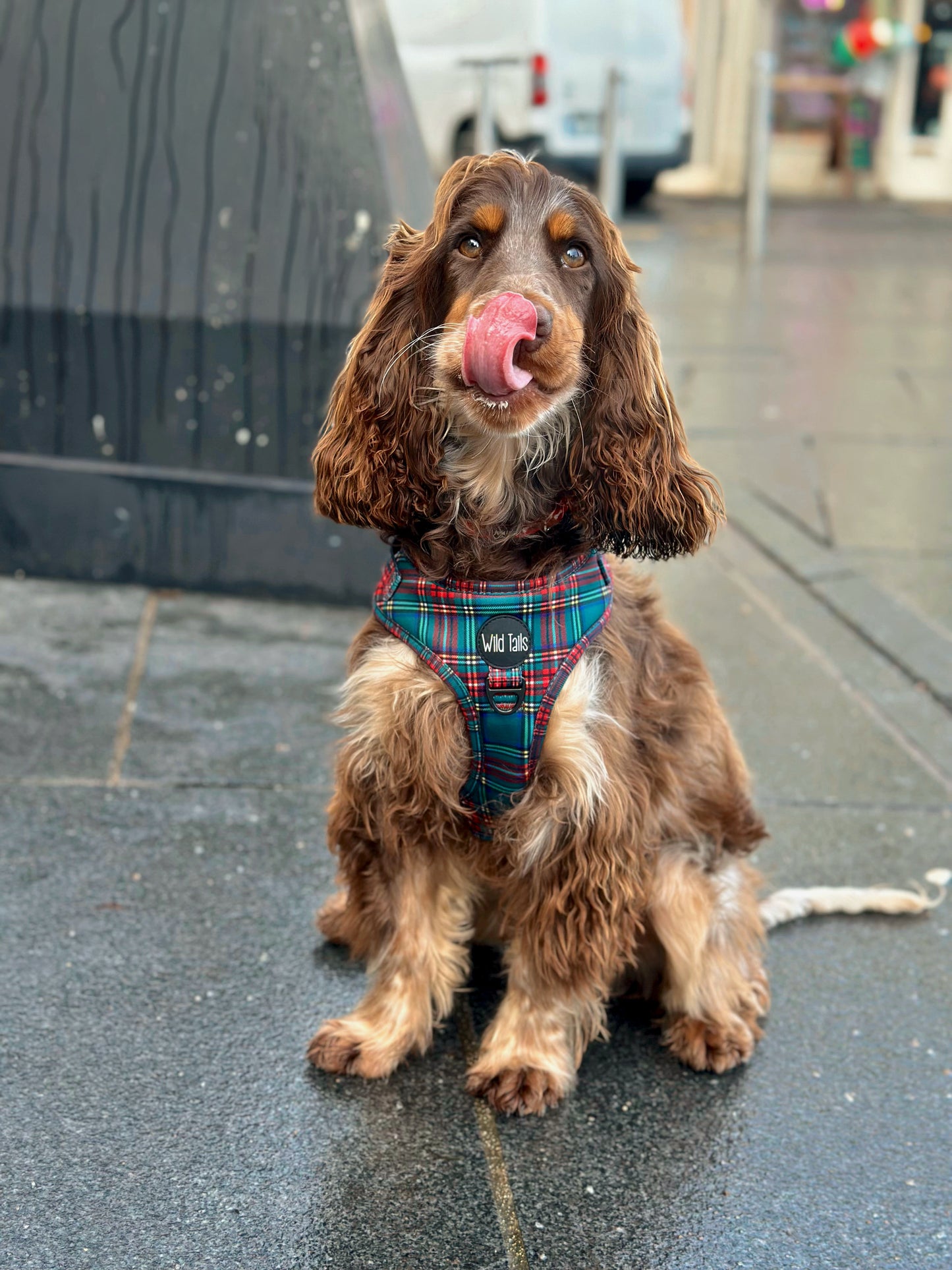 Tartan Tails Harness