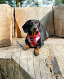 Classic Collection Harness Red - Seconds