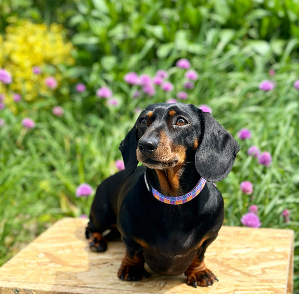 Flower Power Collar