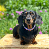 Flower Power Collar