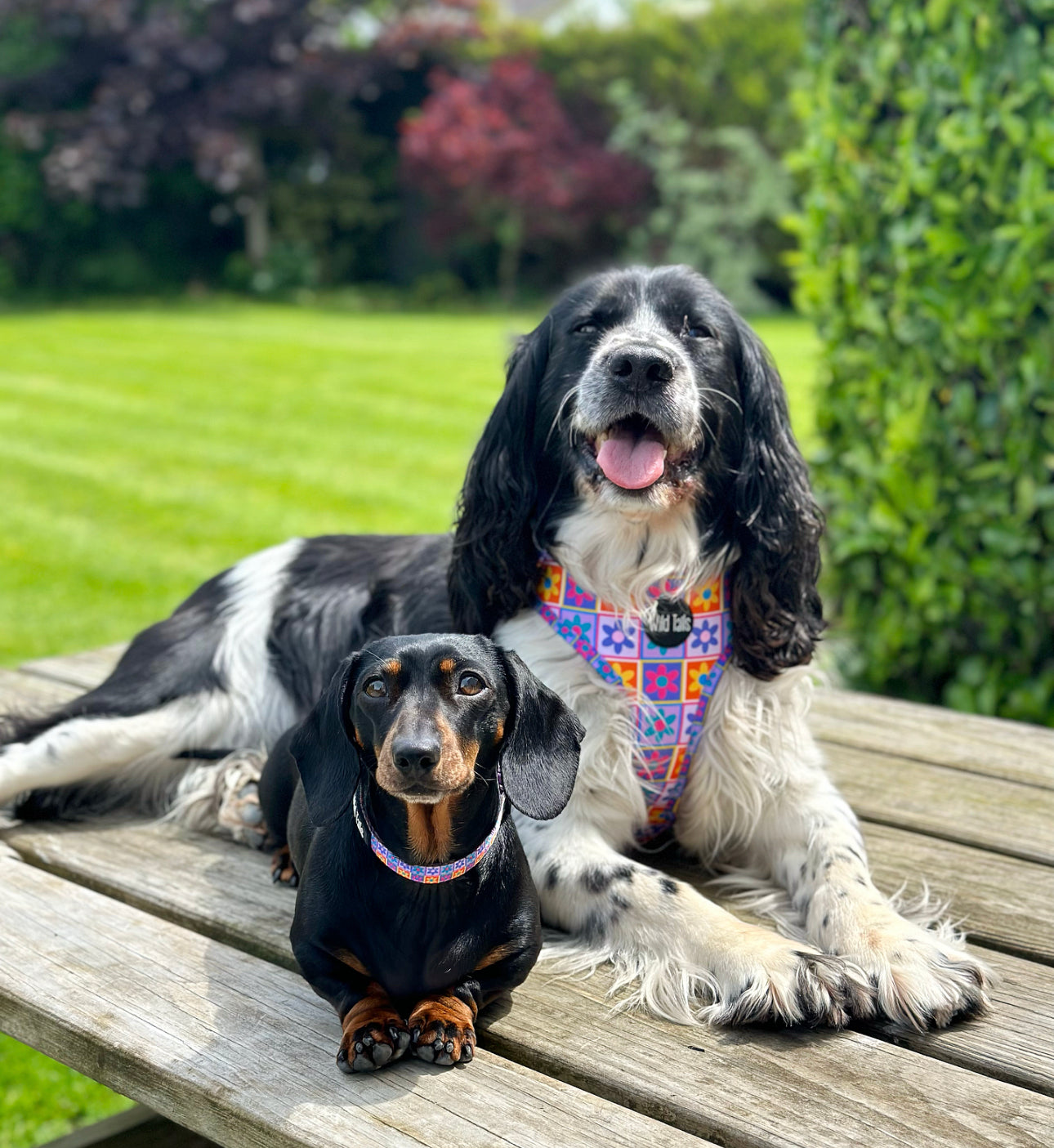 Flower Power Harness