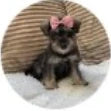 minischnauzer_millie