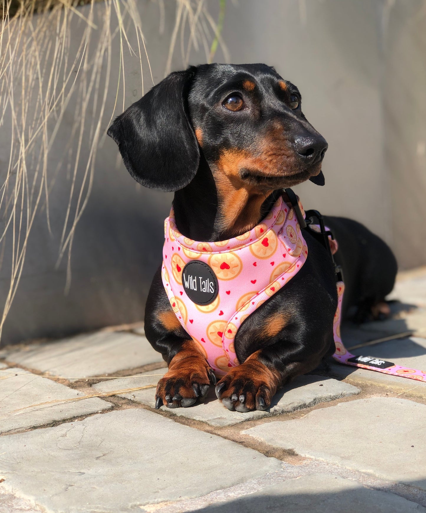 I don't give a Jam Harness