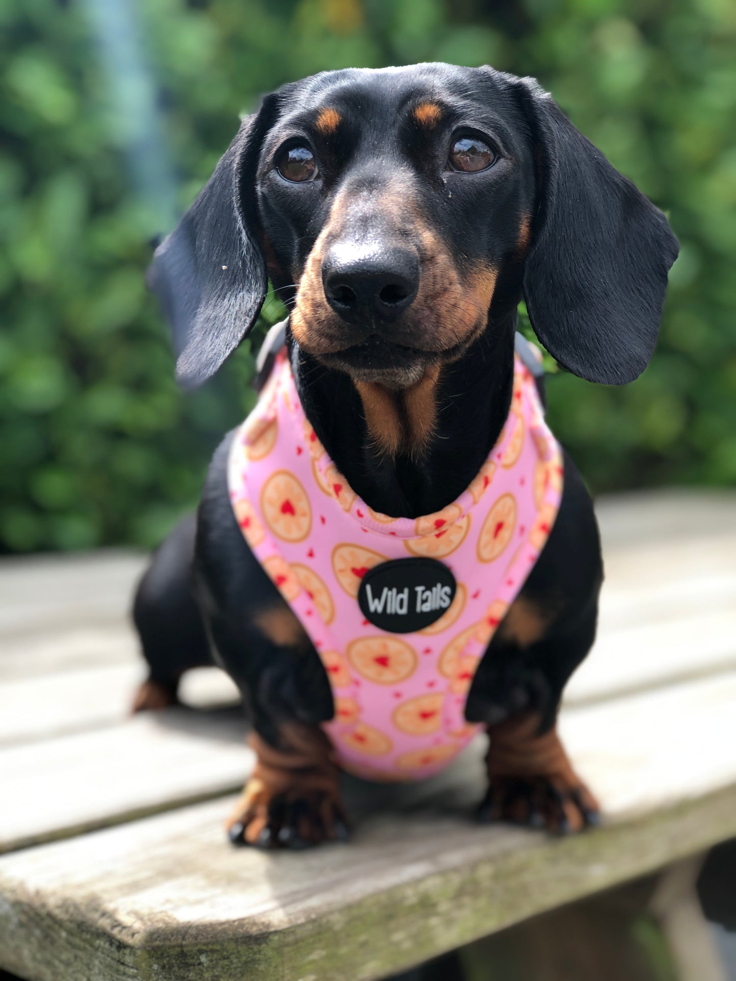 I don't give a Jam Harness