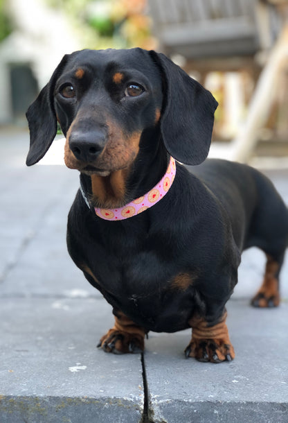 I don't give a Jam Collar