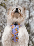 Orange Blossom Harness