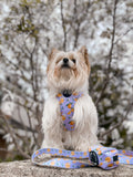 Orange Blossom Harness