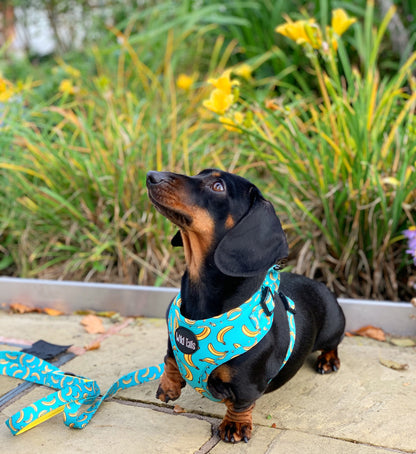 Go Bananas Adjustable Lead