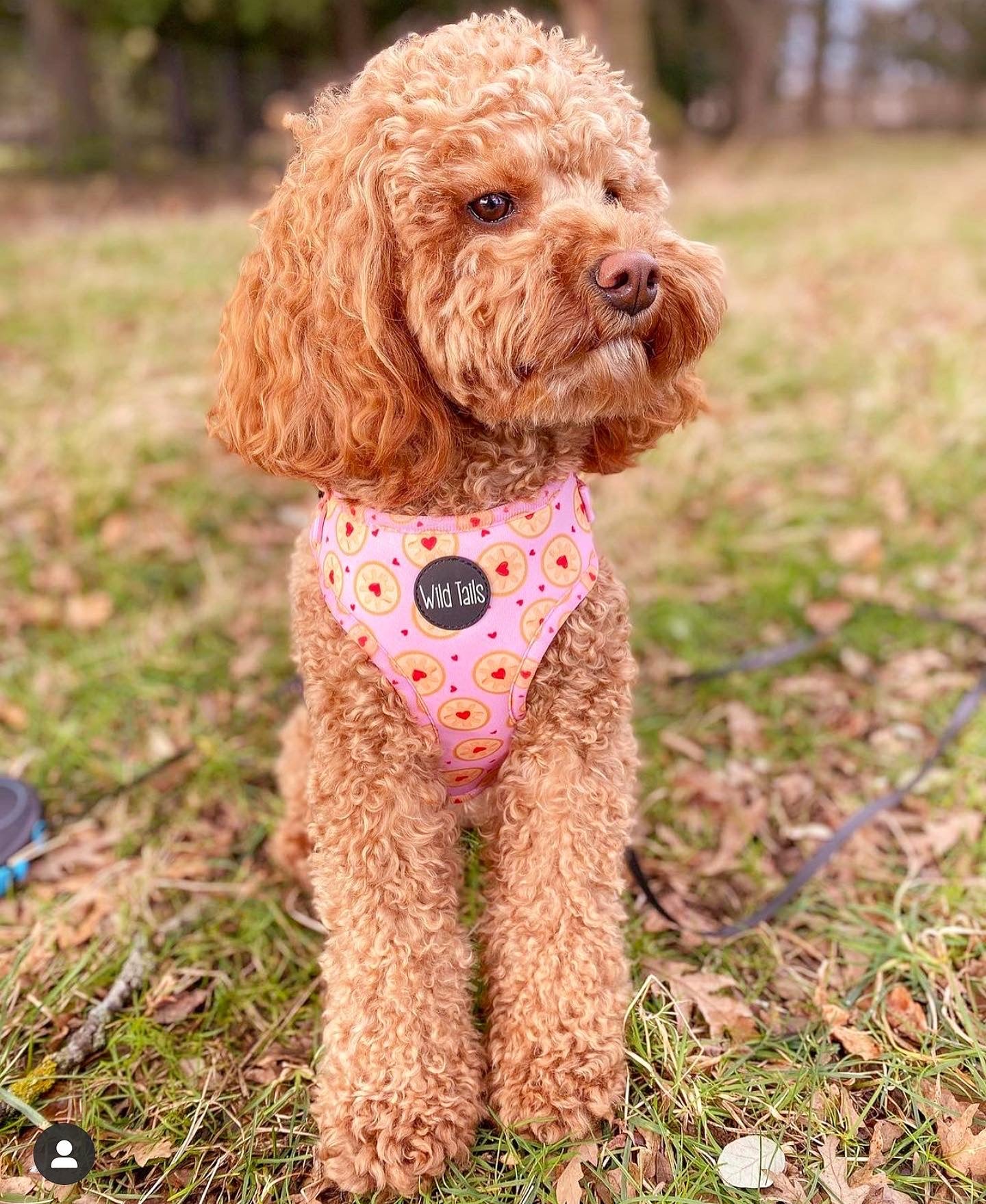 I don't give a Jam Harness