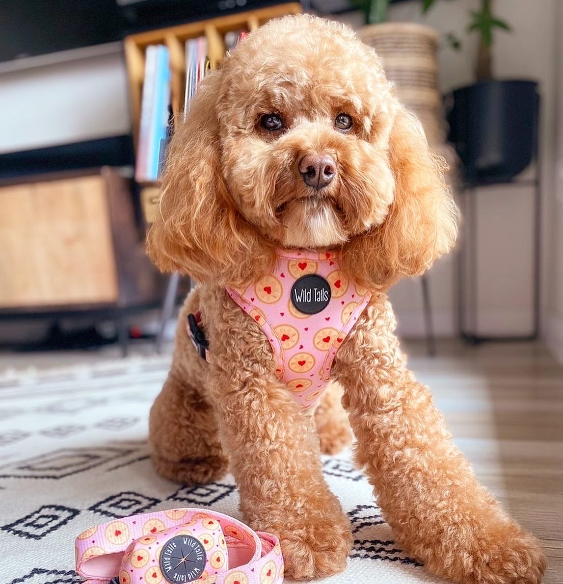 I don't give a Jam Harness