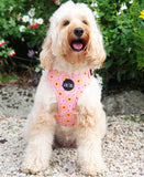I don't give a Jam Harness - Seconds