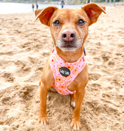 I don't give a Jam Harness