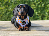 Orange Blossom Harness