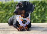 Orange Blossom Harness